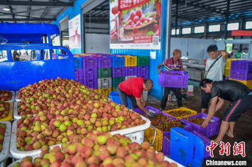 海南荔枝甜蜜上市，尽享热带风情