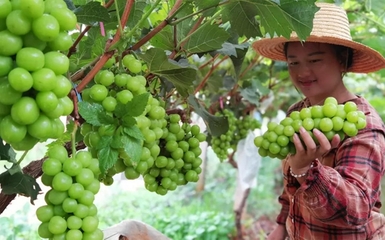 未来五年 云南弥勒构建“六大支撑体系”赋能初级农产品，引领农业发展与农民致富新篇章