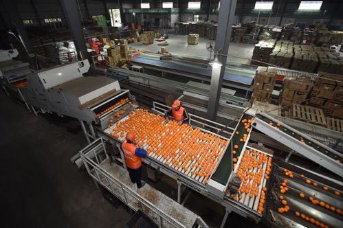 拼多多农产品上行报告 三区三州销售额激增413%，初级农产品成电商助农新引擎