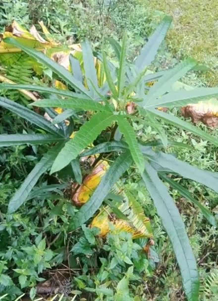 有仁堂梅州大埔特产 五指毛桃七指毛桃的独特价值